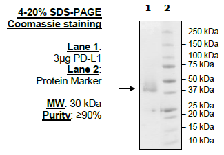 PD-L1(CD274), FLAG-Avi-His-Tag, HiP(TM)