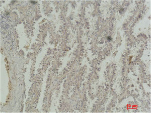 Anti-CREB1 Monoclonal
