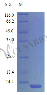 C-X-C motif chemokine 14 protein (Cxcl14) (Active), mouse, recombinant