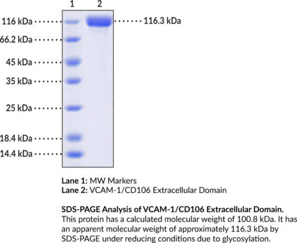 VCAM-1/CD106 Extracellular Domain (human, recombinant)