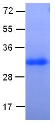 RhoA (Ras homolog gene family, member A, ARHA, ARH12, RHO12, RHOH12), human, recombinant full length