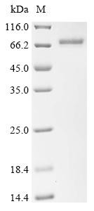 OTU domain-containing protein 5 (OTUD5), human, recombinant