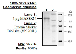 MAP3K14(NIK), active human recombinant protein