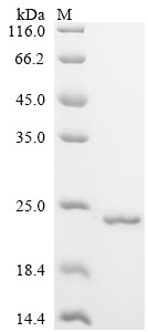 Plexin-B1 (PLXNB1), partial, human, recombinant
