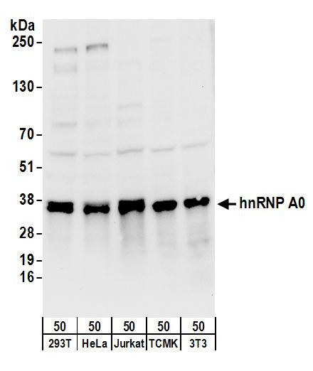 Anti-hnRNP A0