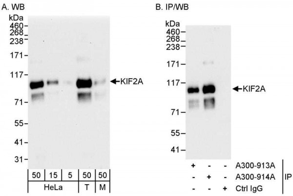 Anti-KIF2A