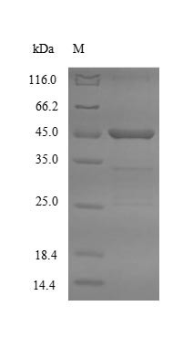 Asialoglycoprotein receptor 2 (Asgr2), partial, mouse, recombinant
