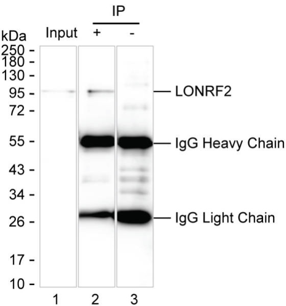 Anti-LONRF2 Magnetic Beads