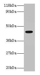 Anti-ILF2