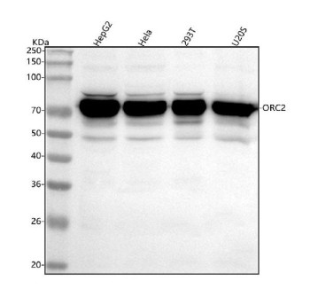 Anti-ORC2 / Origin recognition complex subunit 2