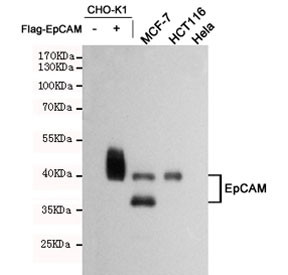 Anti-EpCAM, clone 1D5-B6-B10