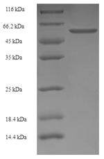 Lutropin-choriogonadotropic hormone receptor (Lhcgr), partial, rat, recombinant