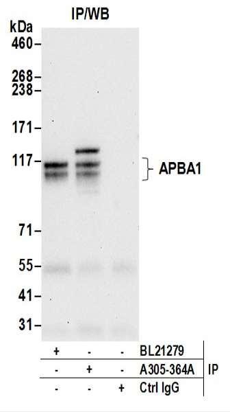 Anti-APBA1/MINT1