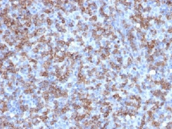 Anti-CD8A, clone C8/1779R