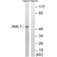 Anti-RUNX1 (Ab-435)
