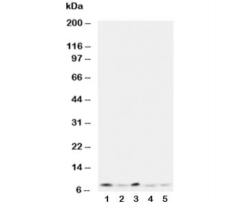 Anti-Ubiquitin