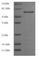 Probable alpha-galactosidase B (aglB), Aspergillus niger, recombinant