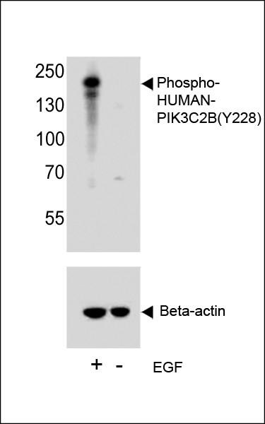 Anti-phospho-PIK3C2B (Tyr228)