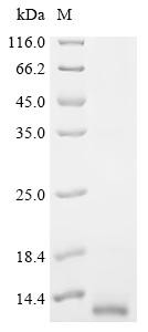 Shiga-like toxin 1 subunit B (stxB), recombinant Enterobacteria phage H19B