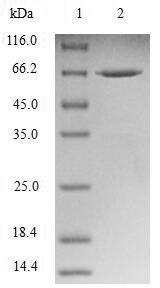 Nuclear distribution protein nudE-like 1 (NDEL1), human, recombinant