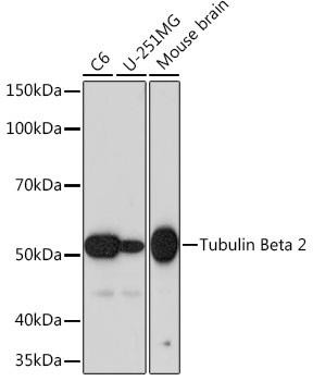 Anti-betaII-Tubulin/beta2-Tubulin