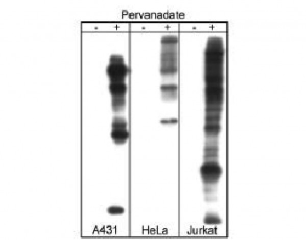 A431 Pervanadate Control Lysate
