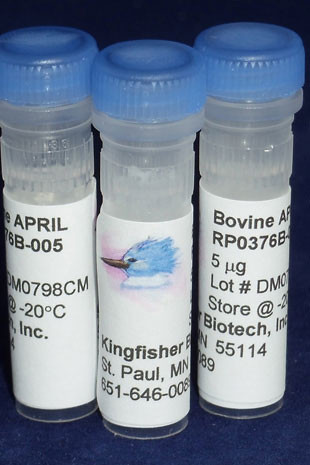 APRIL (TNFSF13), bovine recombinant