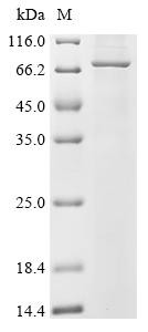 Mannosyl-oligosaccharide 1,2-alpha-mannosidase IB (MAN1A2), recombinant human