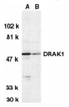 Anti-DRAK1