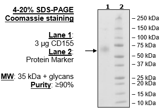 CD155 (PVR), His-tag (Human)
