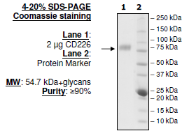 Human CD226, Fc fusion, Biotin-labeled