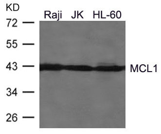 Anti-MCL1