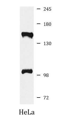 Anti-DHX8