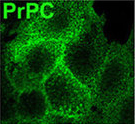 Anti-Prion Protein - SAF 32