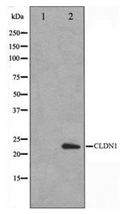 Anti-CLDN1