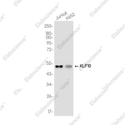 Anti-Recombinant KLF10, clone C132882