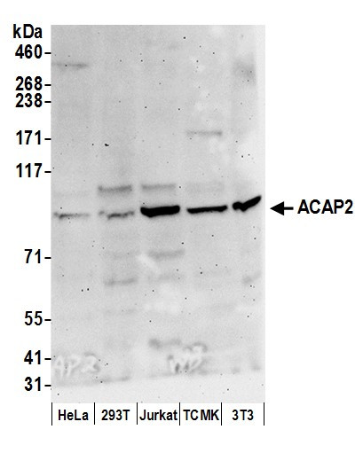 Anti-ACAP2