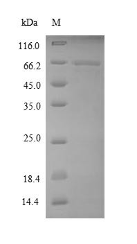 Elongation factor 1-alpha 1 (EEF1A1), human, recombinant