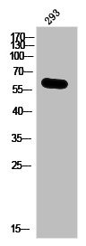 Anti-Phospho-IRF3 (S385)