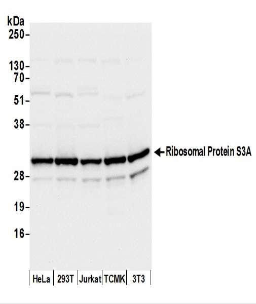 Anti-Ribosomal Protein S3A/RPS3A