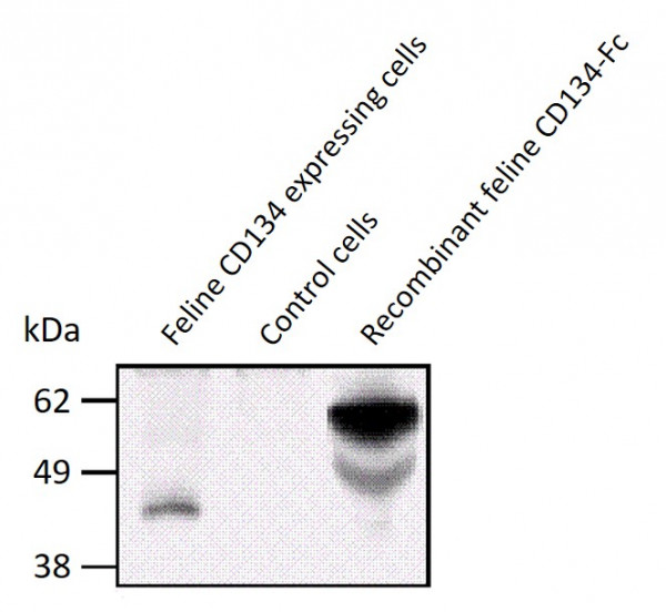 Anti-CD134, clone 7D6