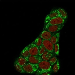 Anti-TOP1MT / Topoisomerase I mitochondrial, clone TOP1MT/488