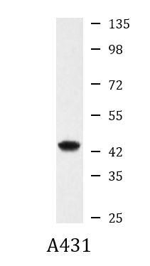 Anti-Calumenin, clone 4C6-G10-B12