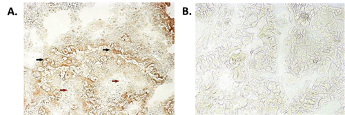 Anti-NLRP6/NALP6 (human), clone Clint-1