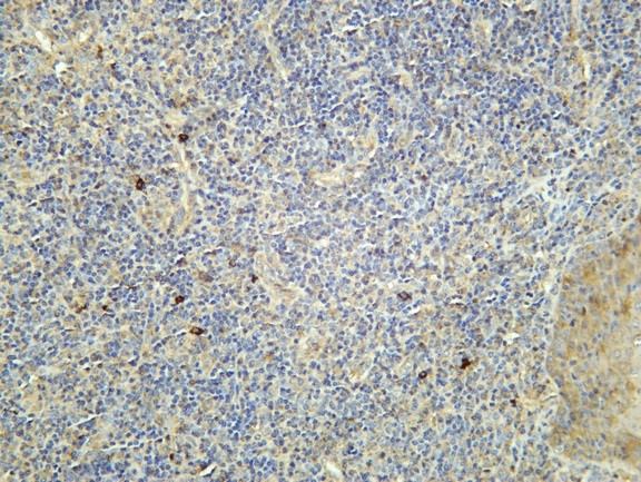 Anti-Recombinant NKp46, clone C112186
