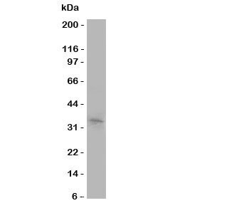 Anti-Aquaporin 10
