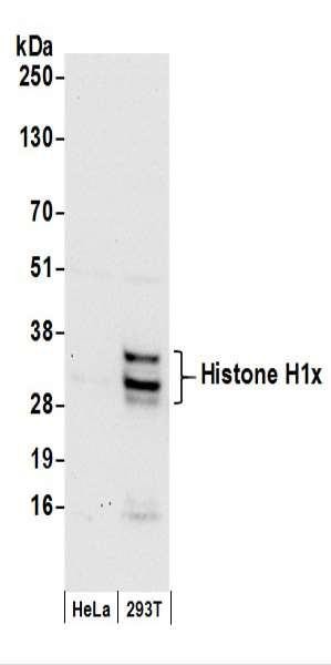 Anti-Histone H1x