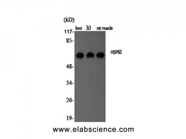 Anti-HSP60