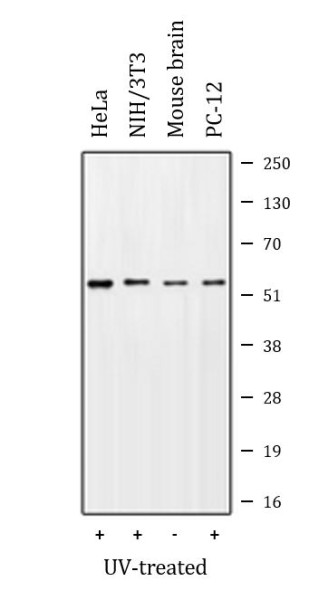 Anti-phospho-STK11 / LKB1 (Ser428)