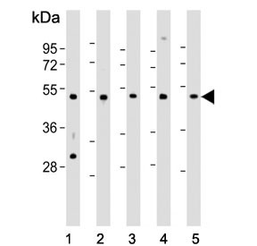 Anti-Cdc37